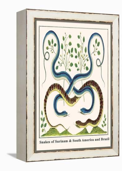 Snakes of Surinam and South America and Brazil-Albertus Seba-Framed Stretched Canvas