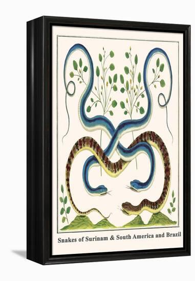 Snakes of Surinam and South America and Brazil-Albertus Seba-Framed Stretched Canvas