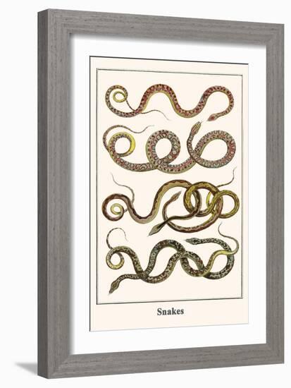 Snakes-Albertus Seba-Framed Art Print