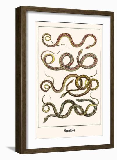 Snakes-Albertus Seba-Framed Art Print
