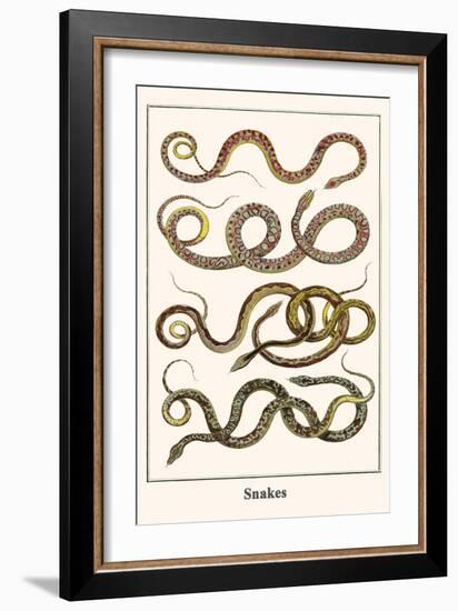 Snakes-Albertus Seba-Framed Art Print