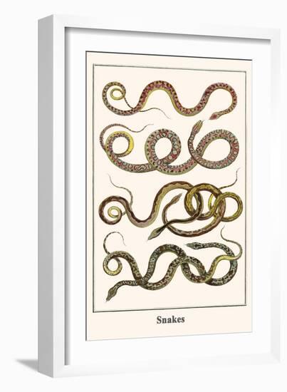 Snakes-Albertus Seba-Framed Art Print