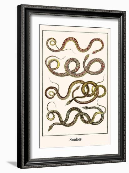 Snakes-Albertus Seba-Framed Art Print