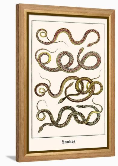 Snakes-Albertus Seba-Framed Stretched Canvas