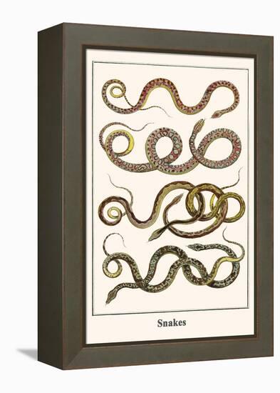 Snakes-Albertus Seba-Framed Stretched Canvas