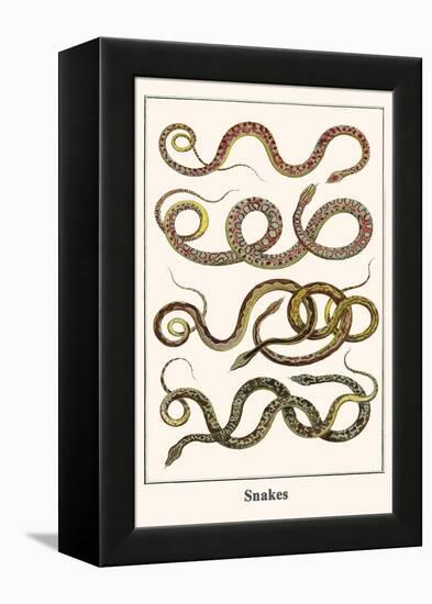 Snakes-Albertus Seba-Framed Stretched Canvas