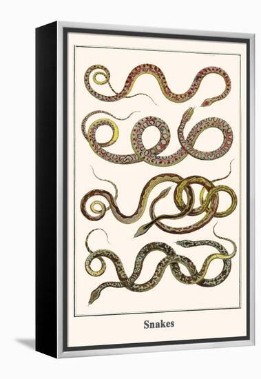 Snakes-Albertus Seba-Framed Stretched Canvas