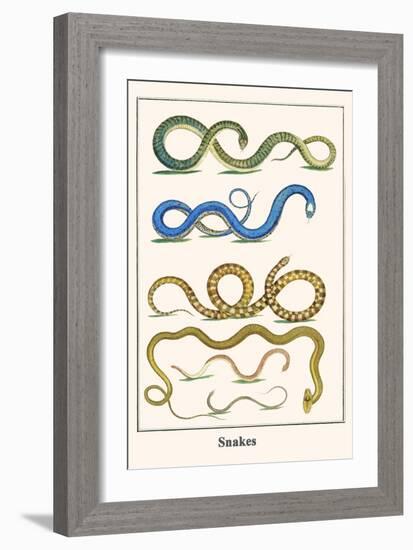 Snakes-Albertus Seba-Framed Art Print