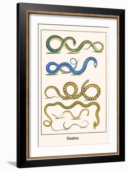 Snakes-Albertus Seba-Framed Art Print