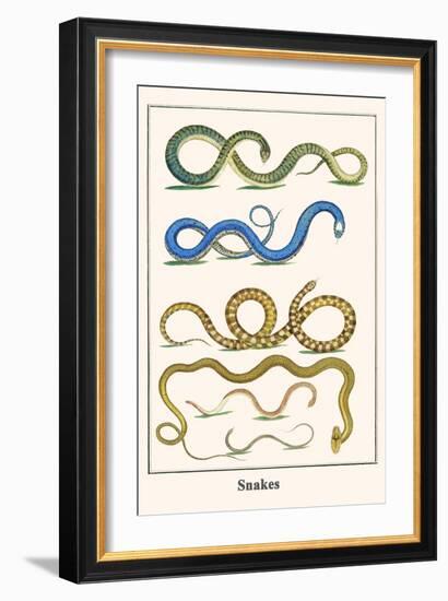 Snakes-Albertus Seba-Framed Art Print