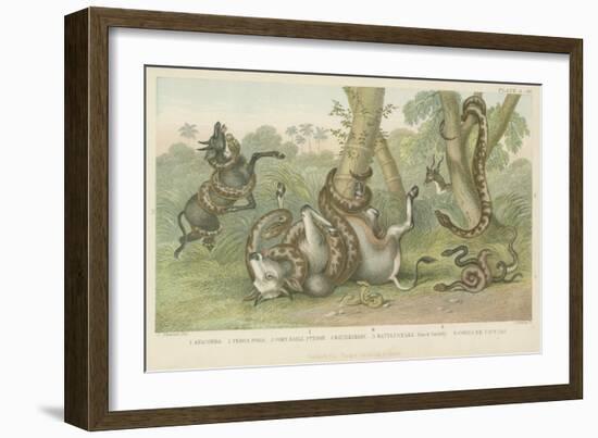 Snakes-null-Framed Giclee Print