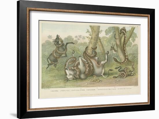 Snakes-null-Framed Giclee Print