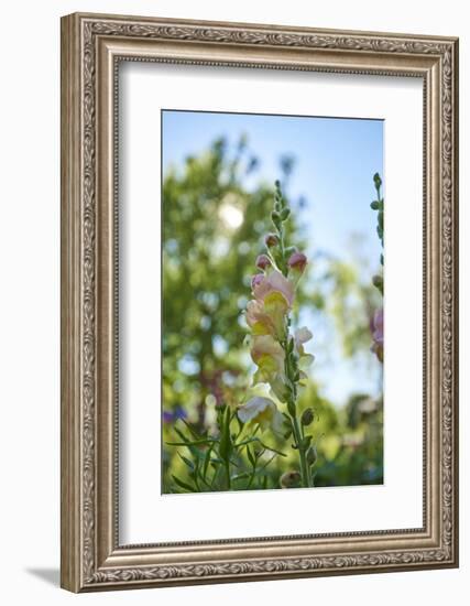 snapdragon, Antirrhinum majus, blossoms, close-up-David & Micha Sheldon-Framed Photographic Print