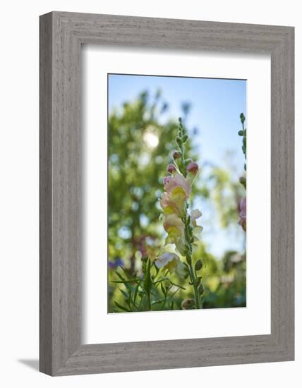 snapdragon, Antirrhinum majus, blossoms, close-up-David & Micha Sheldon-Framed Photographic Print