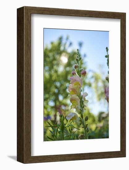 snapdragon, Antirrhinum majus, blossoms, close-up-David & Micha Sheldon-Framed Photographic Print