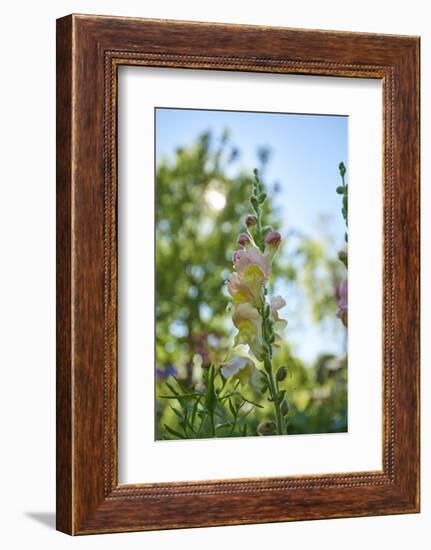 snapdragon, Antirrhinum majus, blossoms, close-up-David & Micha Sheldon-Framed Photographic Print