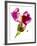 Snapdragon Pink-Julia McLemore-Framed Photographic Print