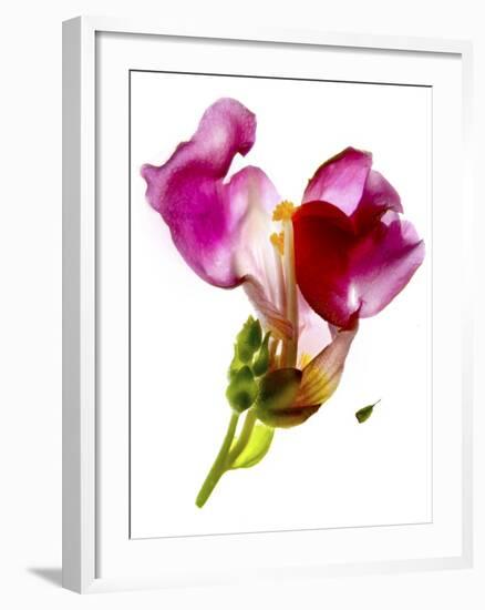 Snapdragon Pink-Julia McLemore-Framed Photographic Print