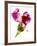 Snapdragon Pink-Julia McLemore-Framed Photographic Print