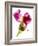 Snapdragon Pink-Julia McLemore-Framed Photographic Print