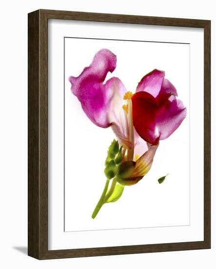 Snapdragon Pink-Julia McLemore-Framed Photographic Print