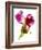 Snapdragon Pink-Julia McLemore-Framed Photographic Print