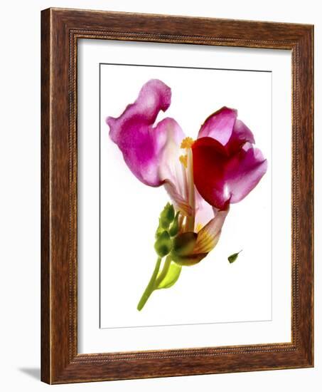 Snapdragon Pink-Julia McLemore-Framed Photographic Print