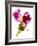 Snapdragon Pink-Julia McLemore-Framed Photographic Print