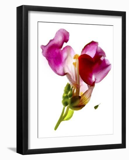 Snapdragon Pink-Julia McLemore-Framed Photographic Print