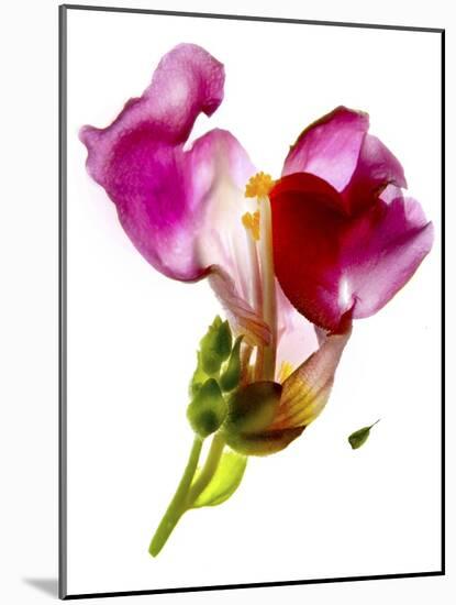 Snapdragon Pink-Julia McLemore-Mounted Photographic Print