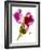 Snapdragon Pink-Julia McLemore-Framed Photographic Print