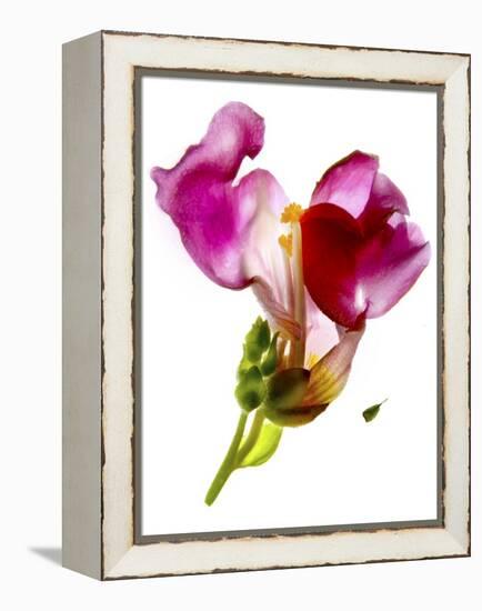 Snapdragon Pink-Julia McLemore-Framed Premier Image Canvas