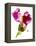 Snapdragon Pink-Julia McLemore-Framed Premier Image Canvas