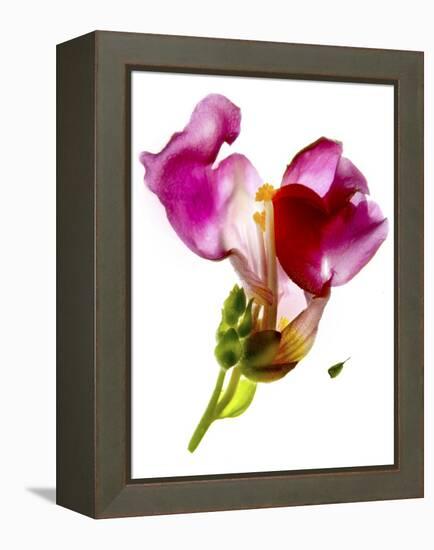 Snapdragon Pink-Julia McLemore-Framed Premier Image Canvas