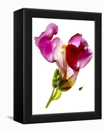 Snapdragon Pink-Julia McLemore-Framed Premier Image Canvas