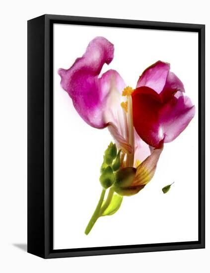 Snapdragon Pink-Julia McLemore-Framed Premier Image Canvas