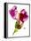 Snapdragon Pink-Julia McLemore-Framed Premier Image Canvas