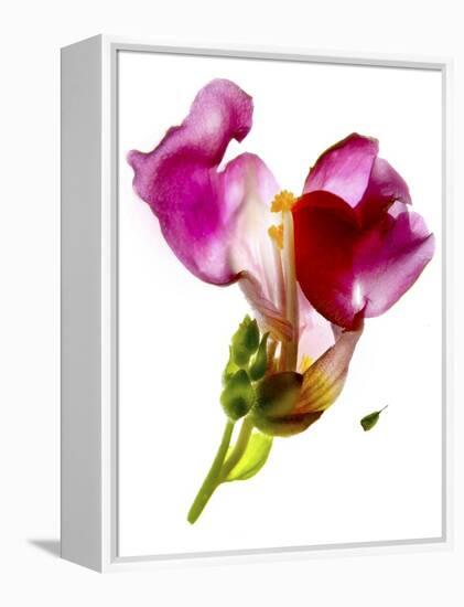 Snapdragon Pink-Julia McLemore-Framed Premier Image Canvas