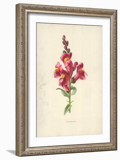 Snapdragon-Frederick Edward Hulme-Framed Giclee Print