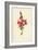 Snapdragon-Frederick Edward Hulme-Framed Giclee Print