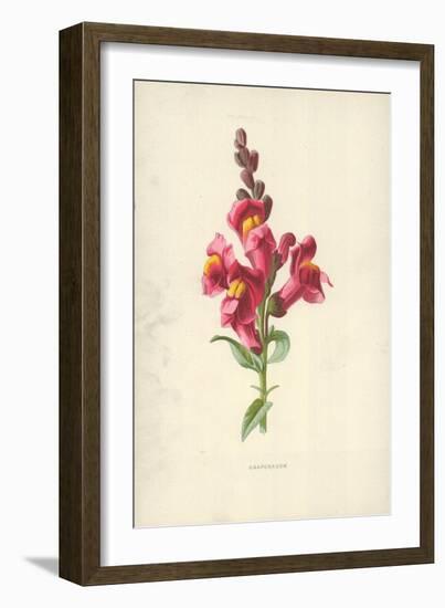 Snapdragon-Frederick Edward Hulme-Framed Giclee Print