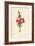 Snapdragon-Frederick Edward Hulme-Framed Giclee Print