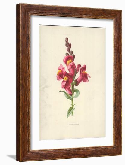 Snapdragon-Frederick Edward Hulme-Framed Giclee Print