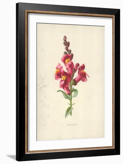 Snapdragon-Frederick Edward Hulme-Framed Giclee Print