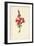 Snapdragon-Frederick Edward Hulme-Framed Giclee Print