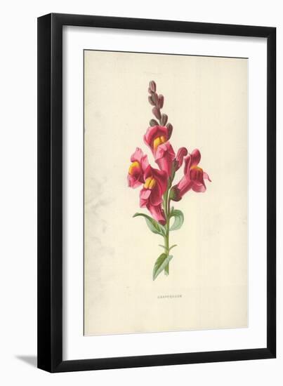 Snapdragon-Frederick Edward Hulme-Framed Giclee Print