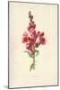 Snapdragon-Frederick Edward Hulme-Mounted Giclee Print