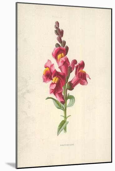 Snapdragon-Frederick Edward Hulme-Mounted Giclee Print