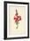 Snapdragon-Frederick Edward Hulme-Framed Giclee Print