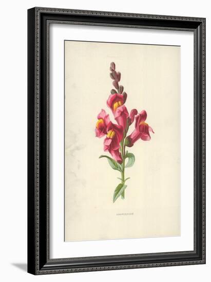 Snapdragon-Frederick Edward Hulme-Framed Giclee Print